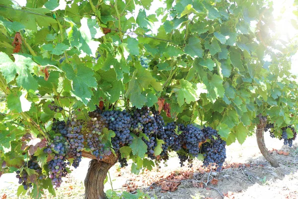 Stelletje Zwart Druiven Wijngaard — Stockfoto