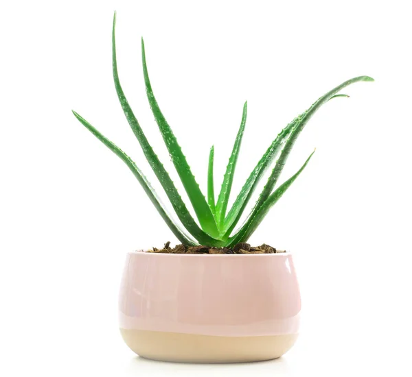 Succulent Aloe Vera Plant on White Pot Isolated on White Backgro — Stock Photo, Image