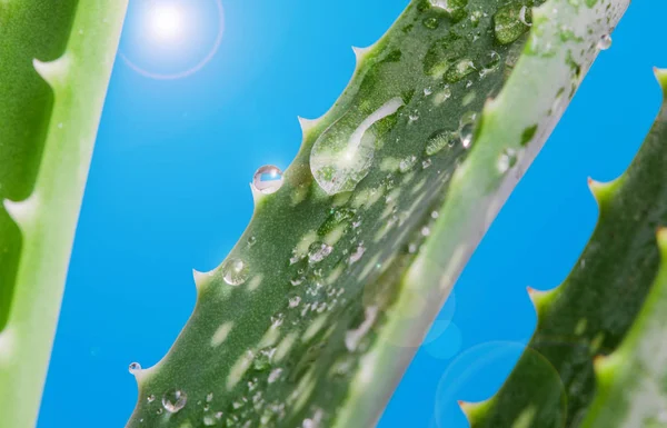 Aloe vera with fresh drops of water.. A close up of green leaves — Stock Photo, Image
