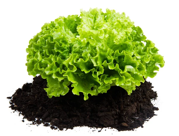 Green bush of salad on soil humus bed isolated — Stock Photo, Image