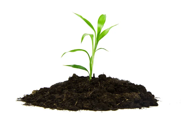 Plant with green leaves, and land on the white background — Stock Photo, Image