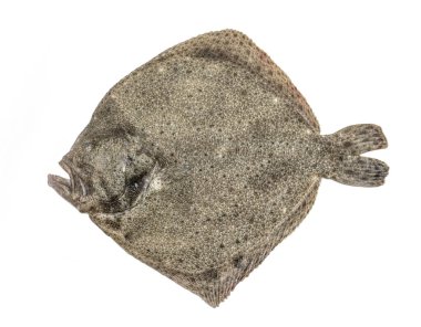 Beyaz arka planda izole edilmiş çiğ bir turbot balığı.