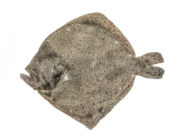 Raw Turbot Fish Isolated White Background — Stock Photo, Image
