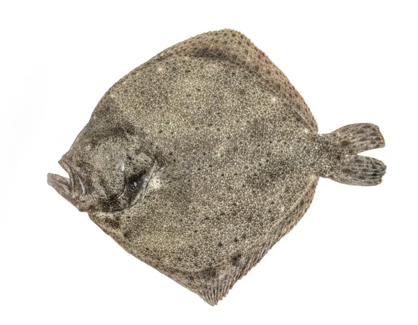 Poisson Turbot Cru Isolé Sur Fond Blanc — Photo