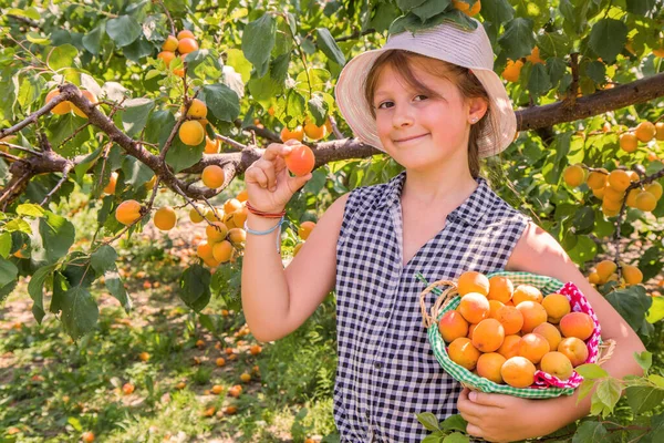 Hübsches Junges Mädchen Erntet Aprikosen Einem Schönen Sommertag — Stockfoto