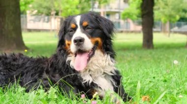 Güzel Bernese dağ köpeği parkta oturuyor.