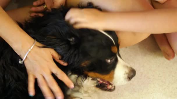 Piękny Berneński Pies Górski Otrzymuje Rozpieszczanie Swoich Właścicieli Leżących Podłodze — Wideo stockowe