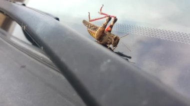 Bir çekirge arabanın sileceği üzerinde hareket eder.