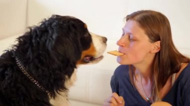 Bernese dağ köpeği sahibinden bisküvi alır.. 
