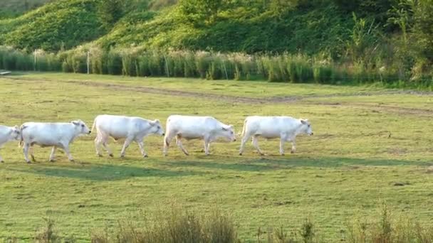 Eine Gruppe Kühe Einer Reihe Läuft Über Die Wiese — Stockvideo
