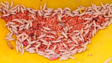 Balık tutmak için kullanılan larva grubu.