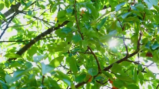 Spoglądając Słońcu Świecącemu Przez Zielone Liście Drzew — Wideo stockowe