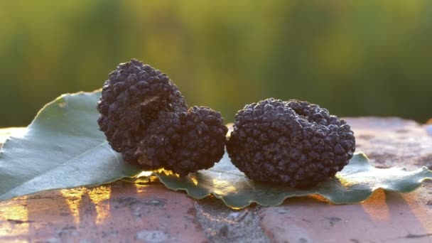 Καλοκαιρινή Μαύρη Τρούφα Στα Φύλλα Truffle Είναι Ένα Τυπικό Προϊόν — Αρχείο Βίντεο