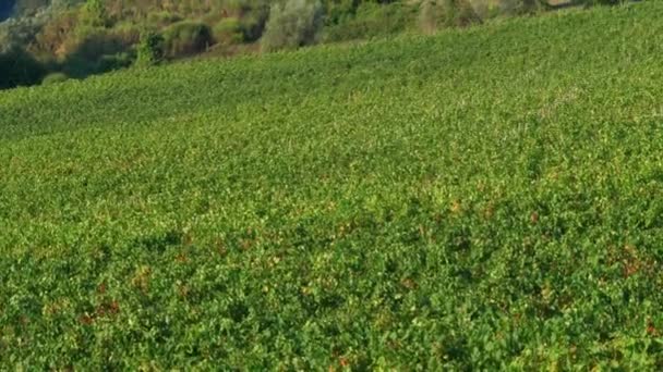 Vignobles Toscane Vignobles Verts Raisins Belle Ferme Vinicole Italien — Video