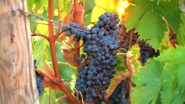 葡萄园里有成熟的黑葡萄 意大利托斯卡纳葡萄酒产品 — 图库视频影像