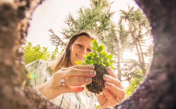 Kvinna Plantera Blommor Marken — Stockfoto