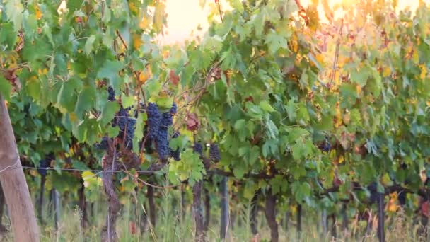 Racimo Uvas Negras Maduras Atardecer Viñedo — Vídeo de stock