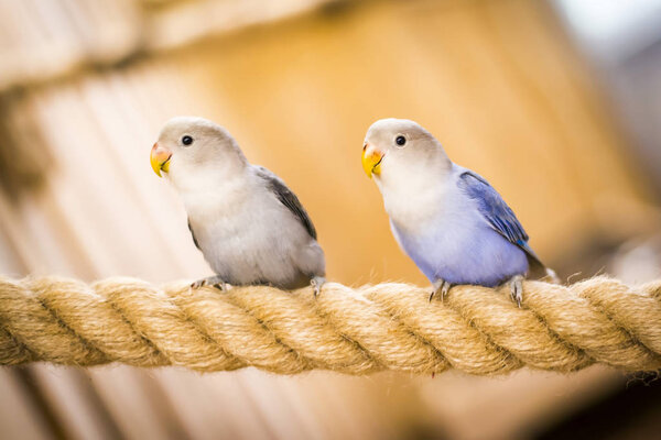 A parrot at zoo — Stock Photo, Image