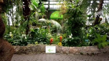 Walbrzych içinde Palmiye evi