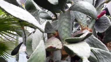 Walbrzych içinde Palmiye evi