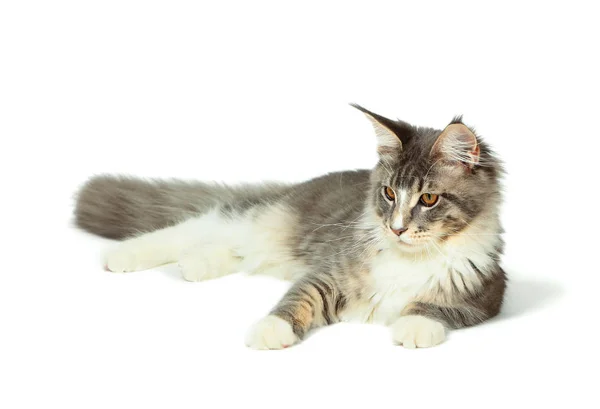 Kitten of Maine coon on white background — Stock Photo, Image