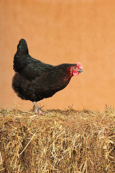 Portret kurki Moskwa czarna na brązie — Zdjęcie stockowe