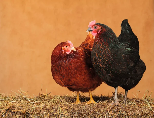 Dos pollos en el pajar en marrón — Foto de Stock