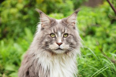 maine coon kedi