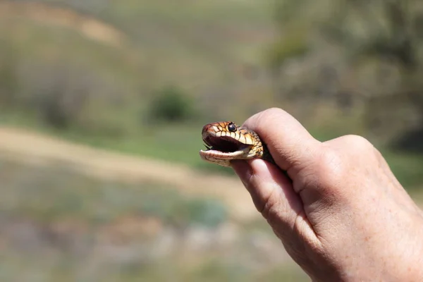 Schlange in der Hand — Stockfoto