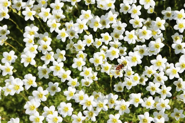 Vita blommor bakgrund Stockfoto