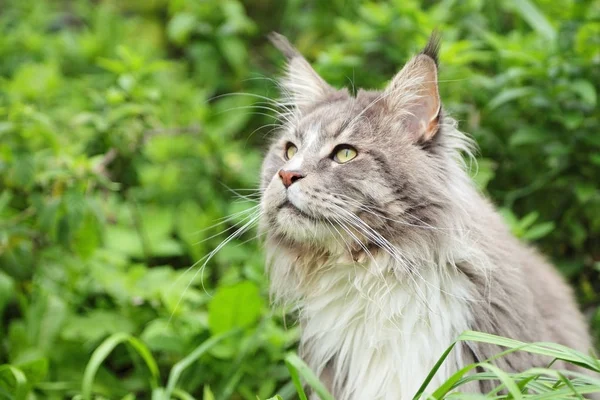 Katt maine coon Stockbild