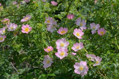 Pembe yabani gül (Rosa canina) bahar