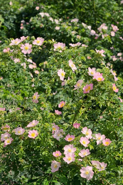 Pembe Vahşi Rosa Canina Orman Baharda Yükseldi — Stok fotoğraf