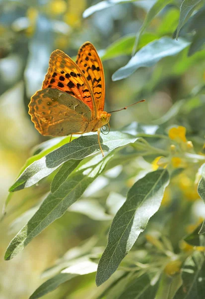 柳树叶上的帝王蝶 — 图库照片