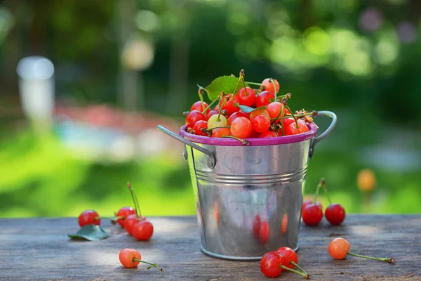 Ripe Sweet Cherry Small Bucket Wooden Table — Stock Photo, Image