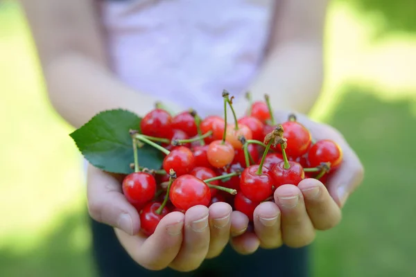 Handful Cherries Summer Garden — Stock Photo, Image