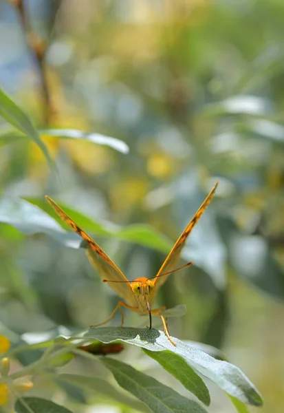 Monarchfalter Auf Weidenblättern — Stockfoto