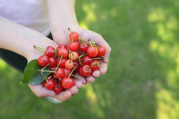 Handful Fresh Cherries Summer Garden — Stock Photo, Image
