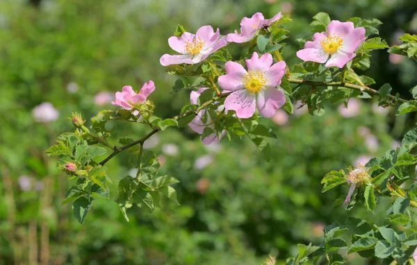 Pink Wild Rose Flowers Rosa Canina Forest — Stock Photo, Image