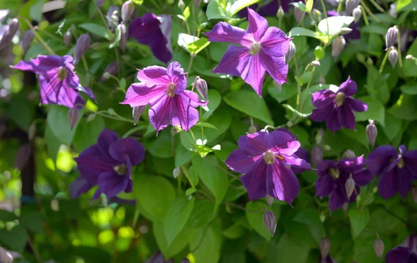 Clematis Blommor Staket Hem Trädgård — Stockfoto