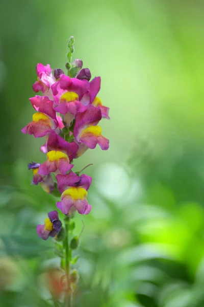 Wyżlin Cirrhigerum Kwiat Ogrodzie — Zdjęcie stockowe