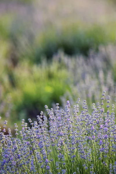 Lavender Flowers Field Summer — Stock Photo, Image