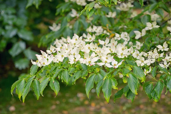 Korean Dogwood Tree Botanical Garden Dublin Ireland — Stock Photo, Image