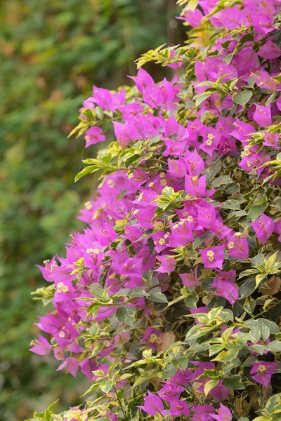 Bougainvillea Viola Fiori Giardino Botanico — Foto Stock