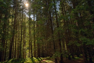 Yaz aylarında güneş ışınları ile sahne orman