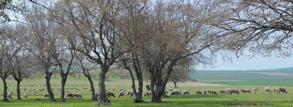 Kudde Schapen Lentetijd Roemenië — Stockfoto