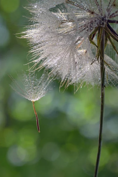 Macro Dew Drops Dandelion Seed — Stock Photo, Image