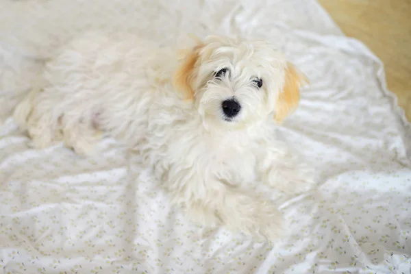 Schattige Witte Jonge Maltese Hond Bedcloth — Stockfoto