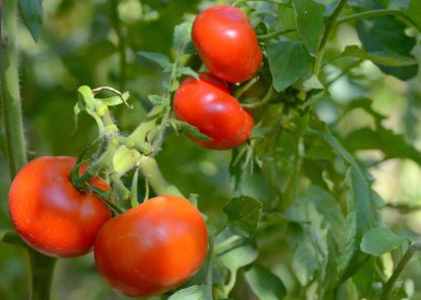 Sarmaşıkta büyüyen domatesler