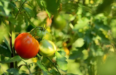 Asma Bahçe üzerinde büyüyen domates